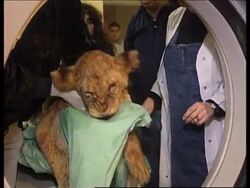 ISRAEL: LION CUB HAS CAT SCAN News Clip