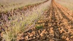 Field of lavender Stock Footage
