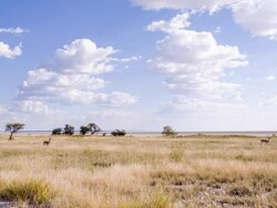 WS Springbok Gazelles In Namibian Savannah Stock Footage