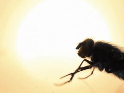 Fly at sunset - copy space, HD, NTSC Stock Footage