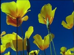 CU backlit yellow Goldpoppies (Eschscholzia californica) against blue sky, Sonoran desert, USA Stock Footage