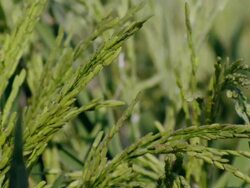Close up rice tassels in a green field of rice Stock Footage