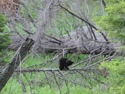 MS Black bear cub of year playing out on limb / Yellowstone, Wyoming, United States Stock Footage