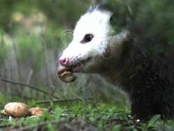 Medium close up, side angle, slow motion; opossum eating potato uses paw to secure it  Stock Footage