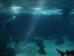 Fish in a big blue aquarium Stock Footage