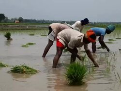 Farmer working in the rice paddy field   Stock Footage