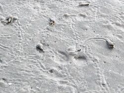 hermit crab Stock Footage