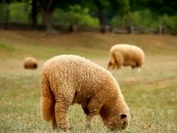 Grazing sheep Stock Footage