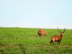 HD:Wildlife Sanctuary with Goitered Gazelle Stock Footage