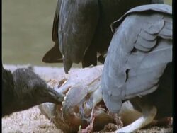 CU 3 black vultures feeding on washed up piranha, South America Stock Footage