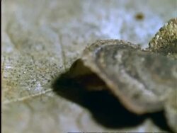 Caterpillar, MCU caterpillar disguised as a dead leaf, moves right to left, camouflage/defence, Panama Stock Footage
