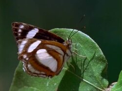 CU butterfly on croton leaf.  Panama. Stock Footage