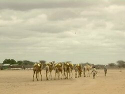 Camels Stock Footage