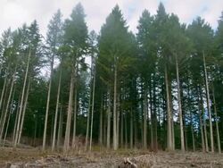 Forest Stock Footage