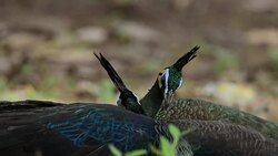 Green Peafowl (Peacock) - Pavo muticus. Stock Footage