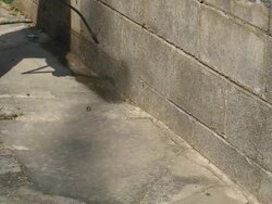 Spraying For Bugs Stock Footage