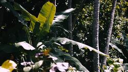 Banana Plant, pull focus Stock Footage