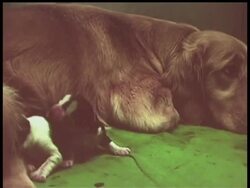 A South Korean biotech company claimed Thursday to have cloned dogs using a stem cell technology for the first time in the world News Clip