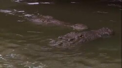 Two crocodiles float in a murky swamp. Stock Footage