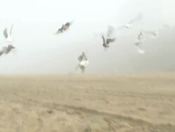 A young man running through a flock of resting seagulls on the beach. Stock Footage