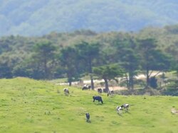 MS T/L HA View of herd of dairy cattle roaming freely on lawn in Daegwallyeong pasture(tourist attractions) / Pyeongchang, Gangwon do, South Korea Stock Footage