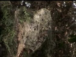 DV Texas Spiders News Clip