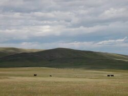 WS T/L View of Angus cows on prairie with dramatic clouds and sun and shadows rolling across landscape / Augusta, Montana, United States Stock Footage