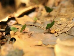 Leaf Cutter ants Stock Footage