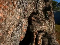 HD Conifer tree trunk tracking shot Stock Footage