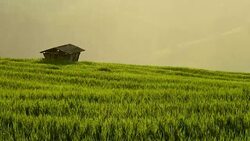 Terraced rice field on Mountain, Pa Pong Piang village, Chiang mai Province, Northern of Thailand Stock Footage