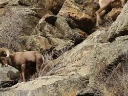 MS Shot of four large bighorn rams moving on rocky hillside / Golden, Colorado, United States Stock Footage