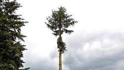 Tree Cutting Stock Footage
