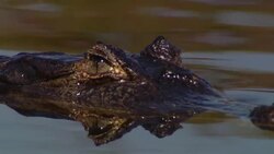 A crocodile lurks in a river. Stock Footage