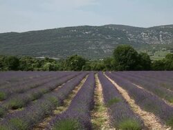 Lavender (Lavandula angustifolia) field, Ardeche, France. With butterflies Stock Footage