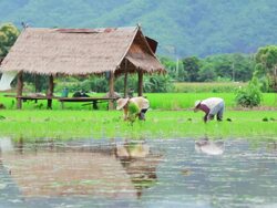 Farmers plant rice in paddy field Stock Footage