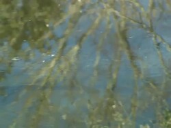 Gator, in water, pan to head, medium close up, Florida, North Atlantic Ocean  Stock Footage