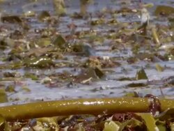 MS ZO Shot of Small waves moving towards camera through kelp beds gathered close to shoreline / Namaqualand, Northern Cape, South Africa Stock Footage
