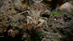 Tiger shrimp moving on the ocean floor, Indonesia (4K) Stock Footage