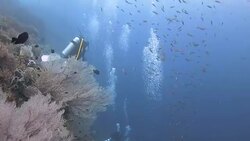 Scuba diving, coral reef, Raja Ampat, Indonesia Stock Footage