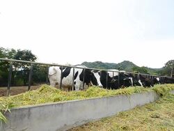 Dairy cows at farm ,Thailand Stock Footage