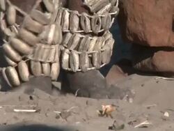 Ju hoansi San Bushmen of Nyae Nyae: dancing feet, Namibia Stock Footage
