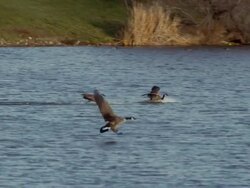 Three Canadian Geese land on a beautiful blue lake at sunrise. Stock Footage
