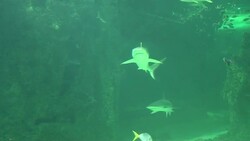 VOICED: Man v Shark: Australia's battle for the de News Clip