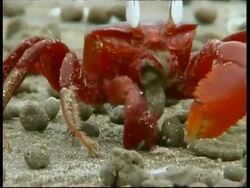 Shore crab (Ocypode sp.) scooping sand into mouth and excreting, South India Stock Footage