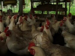 Chicken cage Stock Footage