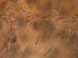 Track across Network of capillaries in tail of Toad tadpole. Stock Footage