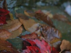 Red Leaf on Wet Rock Stock Footage