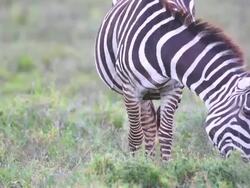Zebra Grazing at Savannah Stock Footage