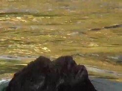 River Teifi, Wales, flowing to camera, zoom out Stock Footage