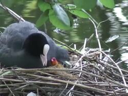 Eurasia coot 7 - HD 1080/60i Stock Footage